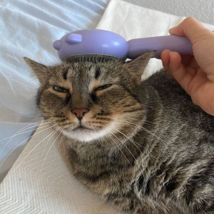 9.jpg Die ergonomische Katzenbürste